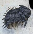 Absolutely Insane Acanthopyge (Lobopyge) Trilobite - #43692-7